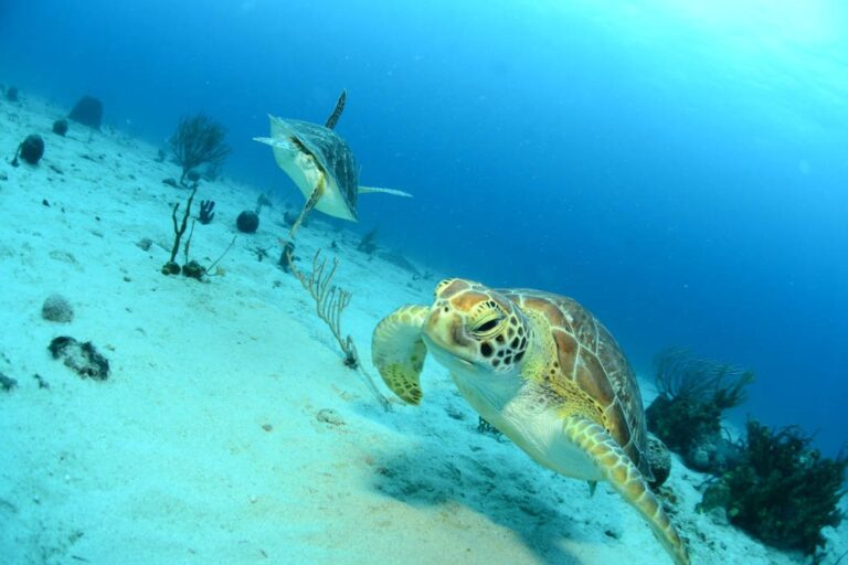 Caribbean Wildlife: Discovering the Flora and Fauna of St. Maarten/St ...